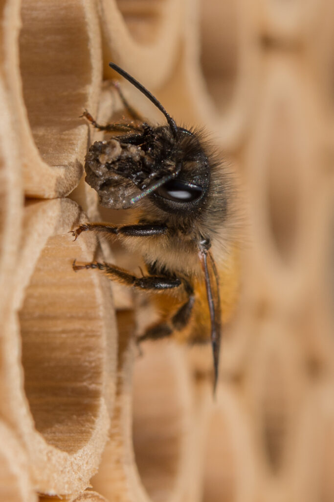 Abeilles maçonnes